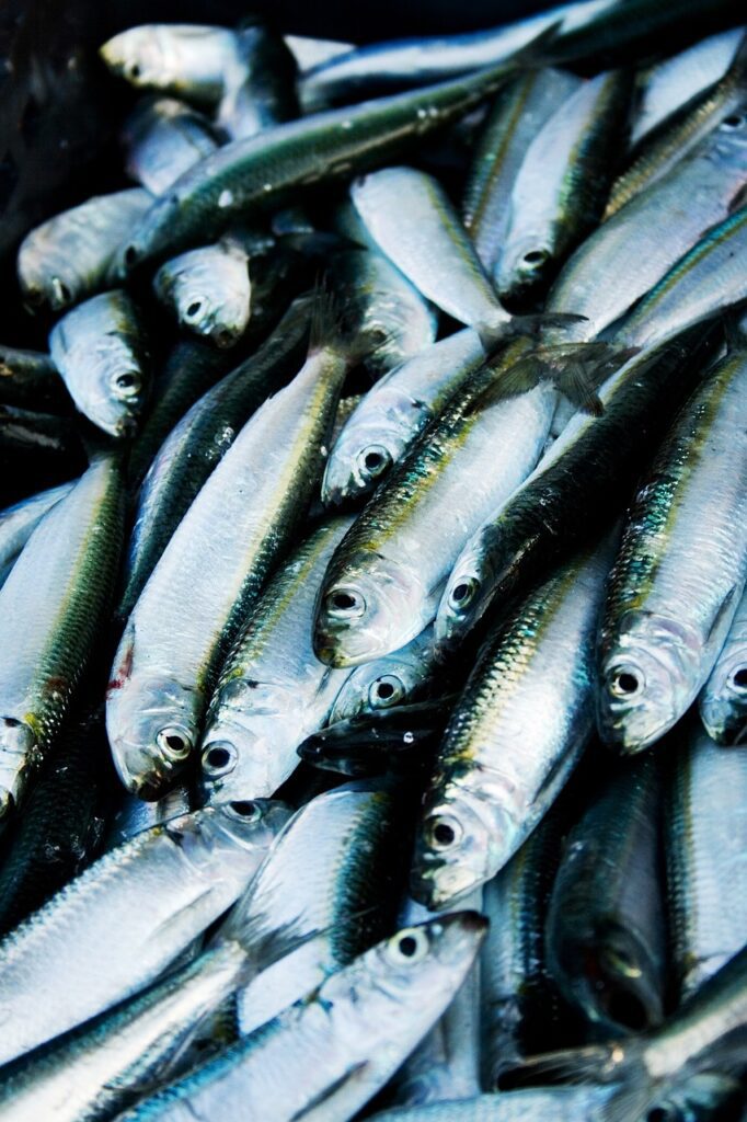 overfishing herring overfishing herring