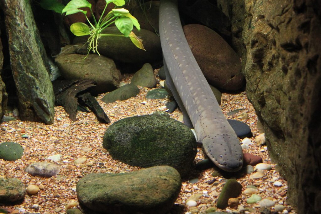 American eel