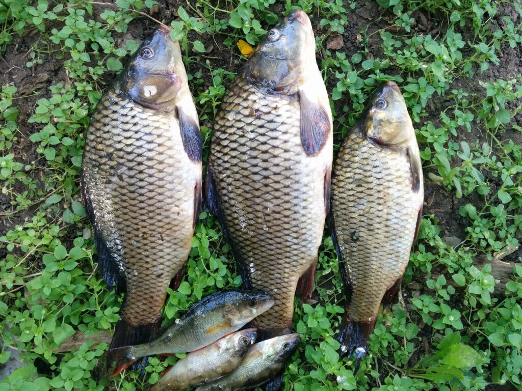 Asian Carp invasion