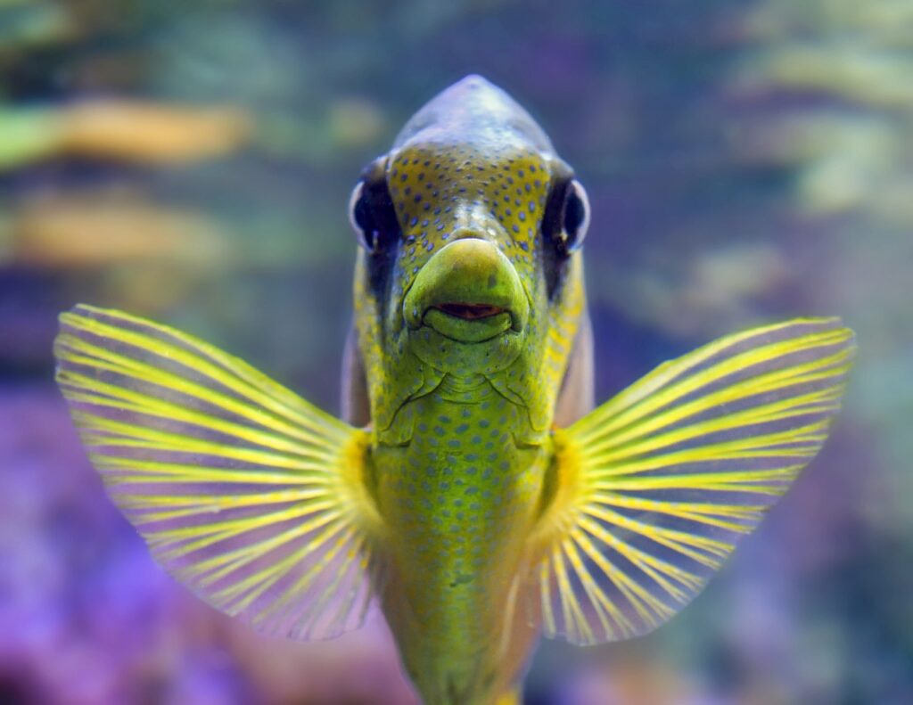 farm raised fish