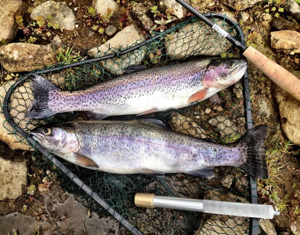 trout fishing with lite tackle trout fishing with lite tackle