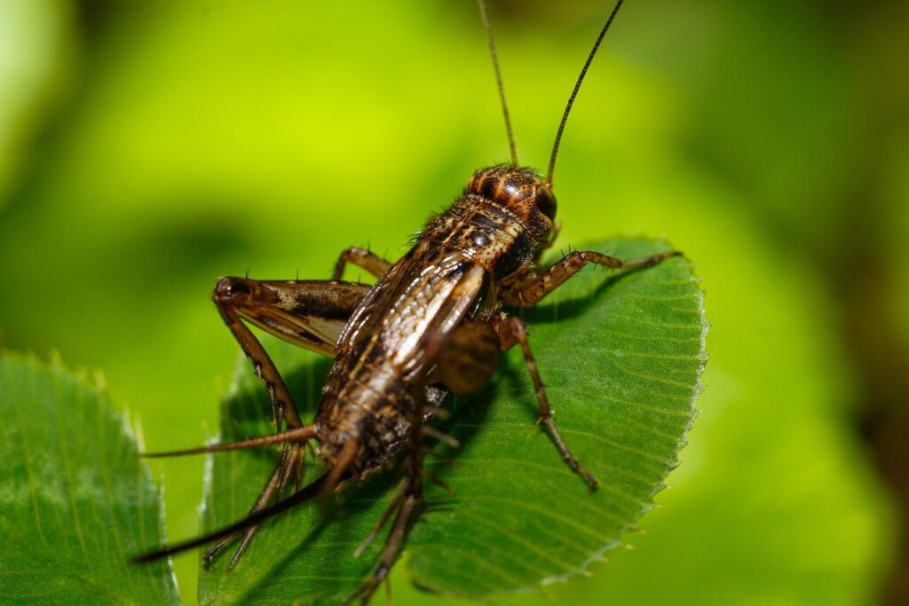 striped ground cricket for fishing striped ground cricket for fishing