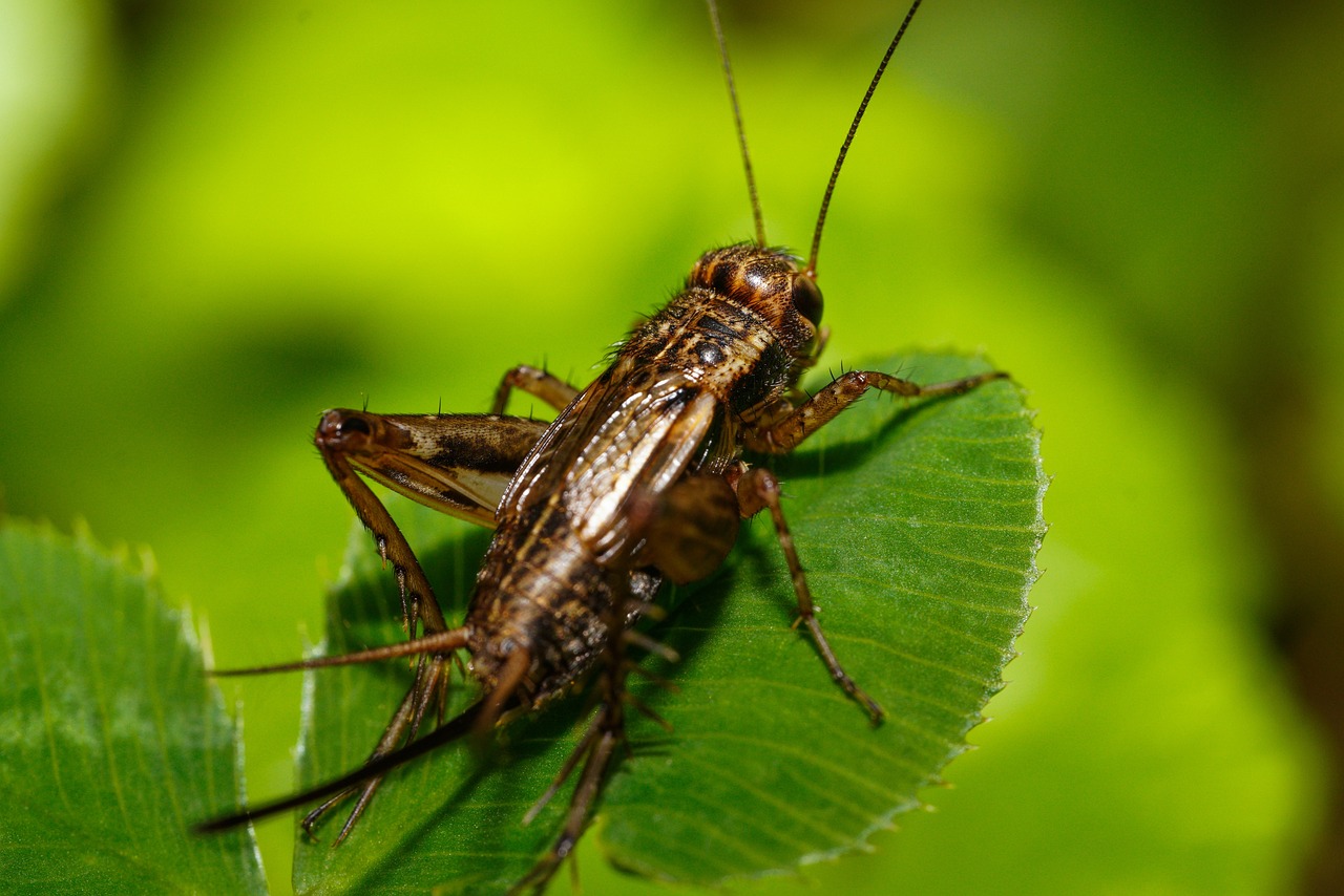 Using Crickets for Bait Fishing Rods For All