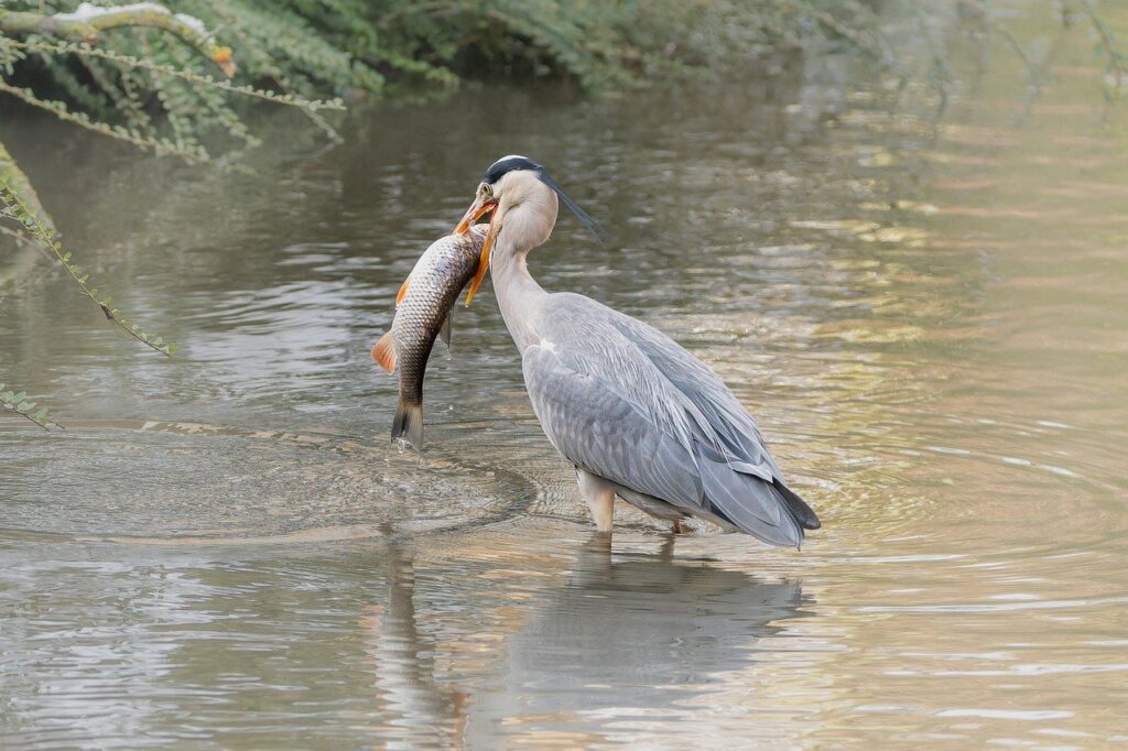 grey heron catching fish grey heron catching fish