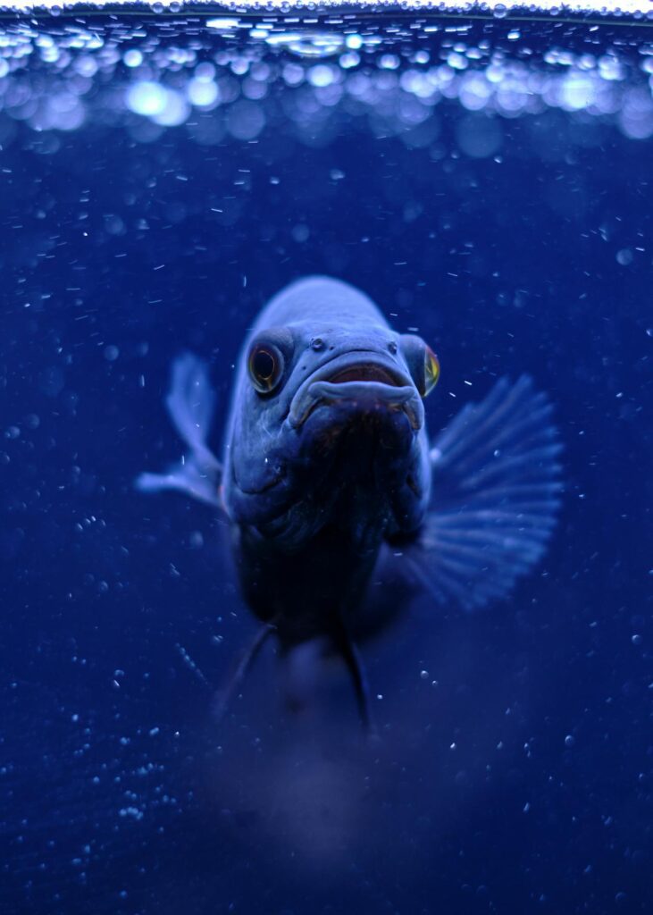 bluegill baits bluegill baits
