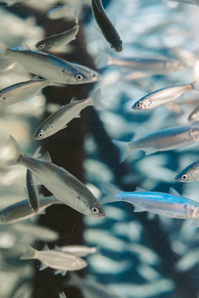 saltwater baitfish for fishing
