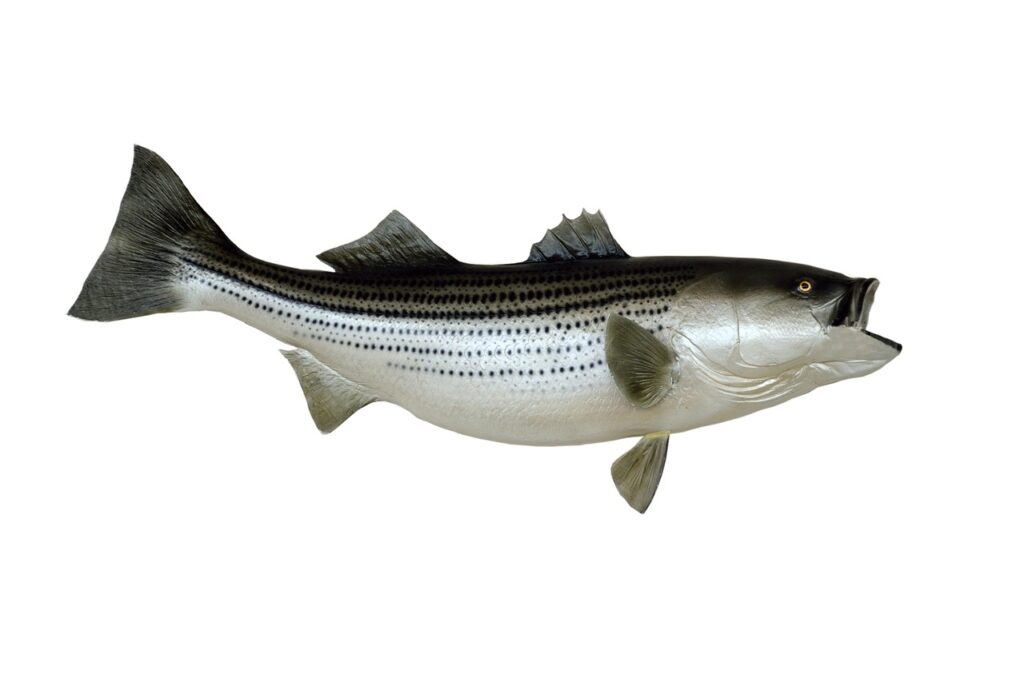 striped-bass striped-bass