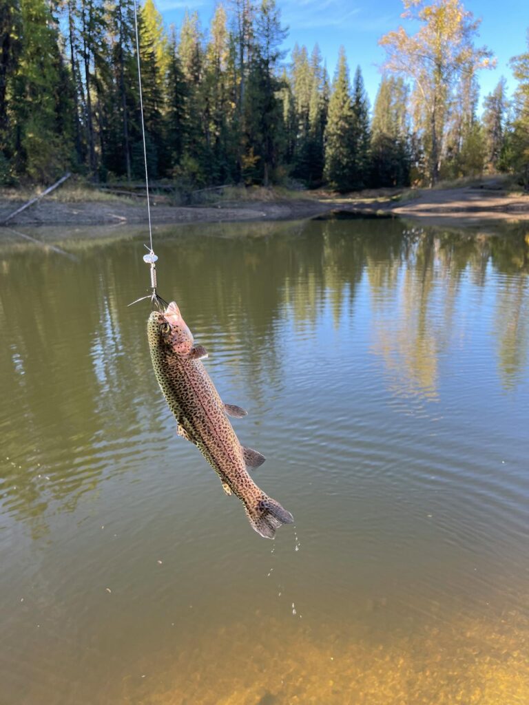 Fishing for trout Fishing for trout