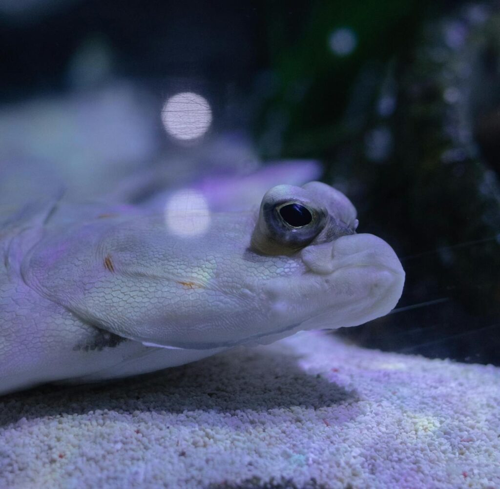 Flounder Fish Flounder Fish