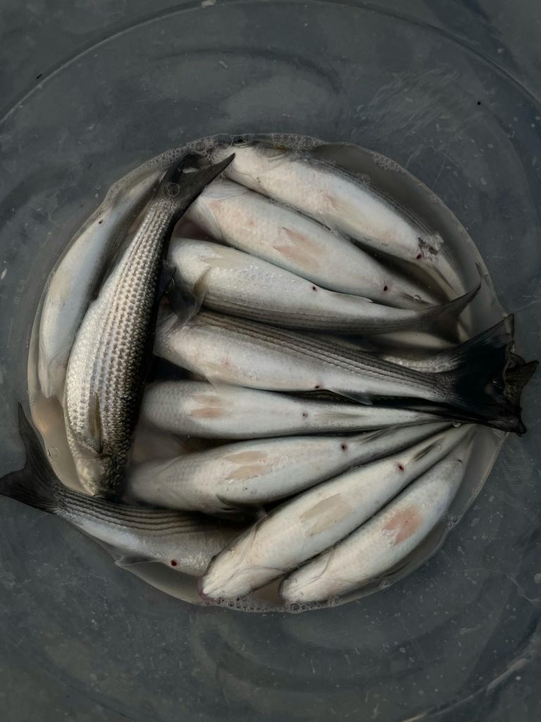 Striped bass fishing